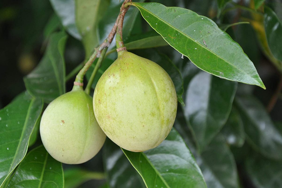 Health Benefits of Nutmeg